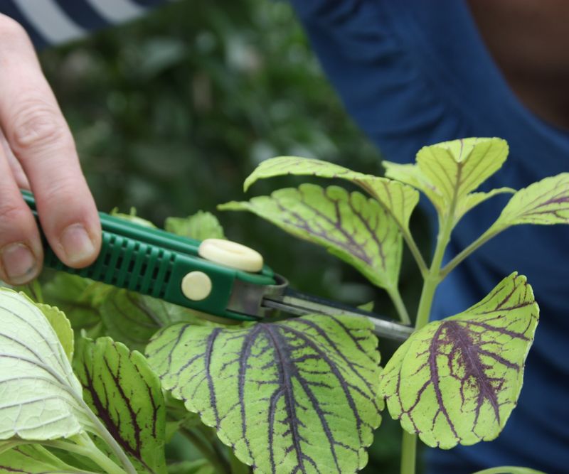 Start with healthy stem tips