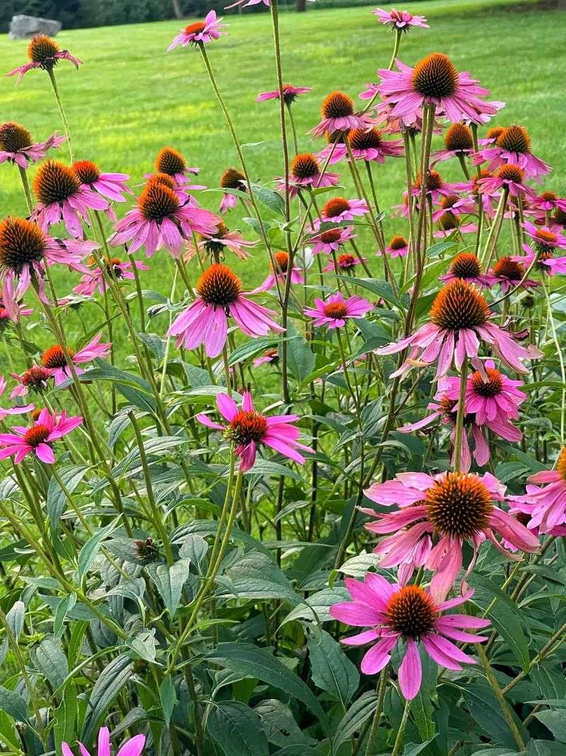 Echinacea (Purple Coneflower)