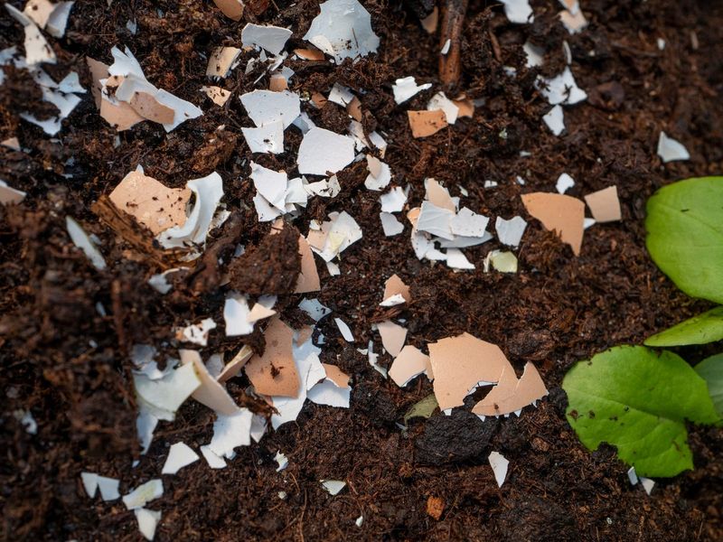Add crushed eggshells to the soil