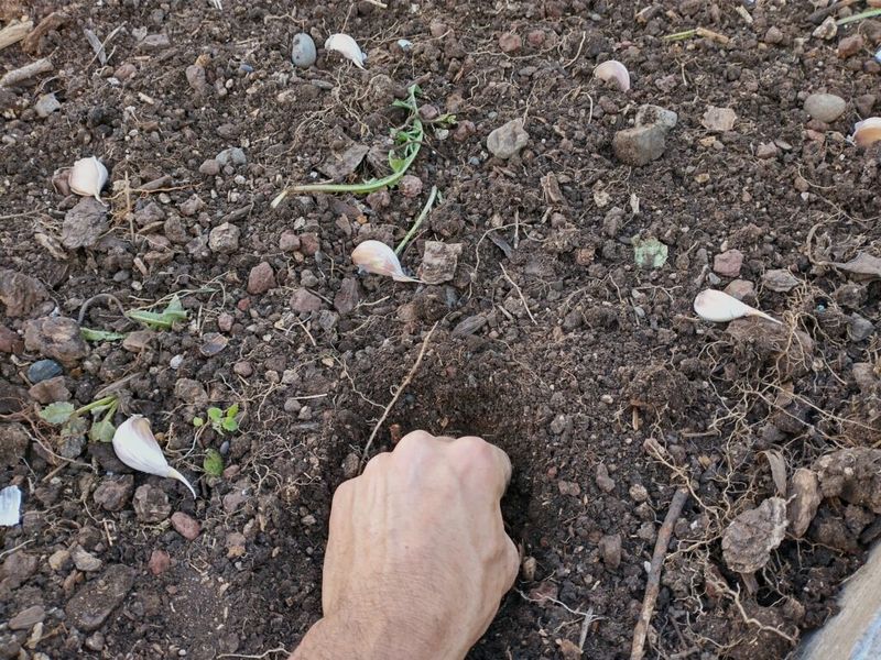 Measure soil cover over the clove