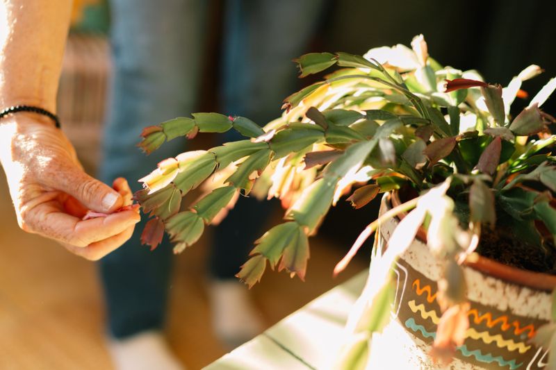 Use spring to restore growth and build branches