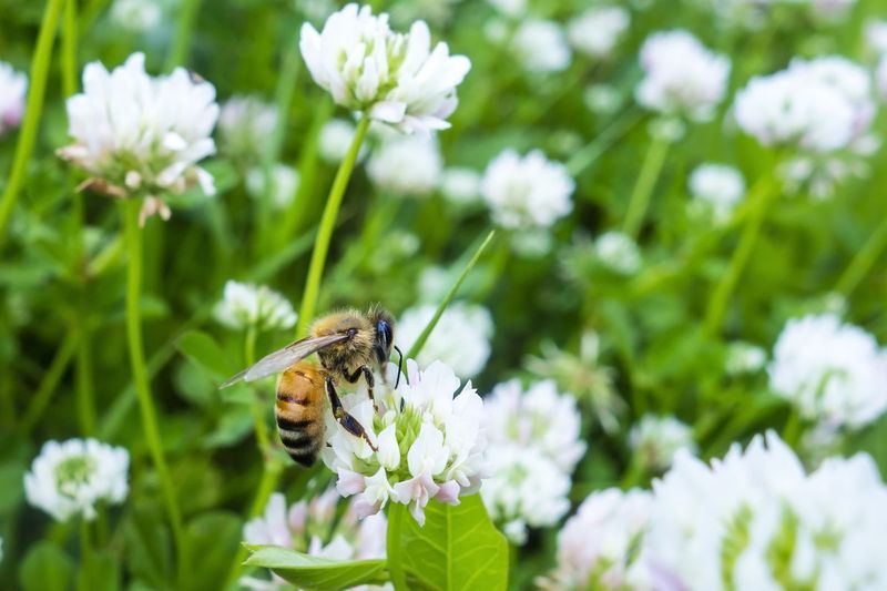Flowering clover brings a pollinator tradeoff