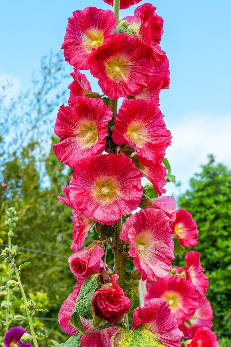 Hollyhock