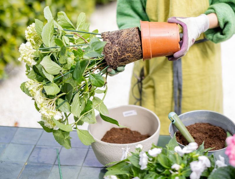 Is the root ball too dry or too wet?