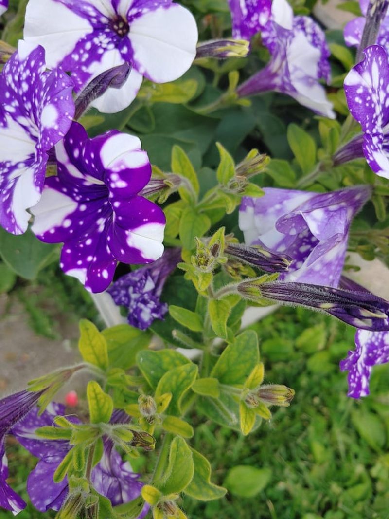 Excess Nitrogen Fertilizer
