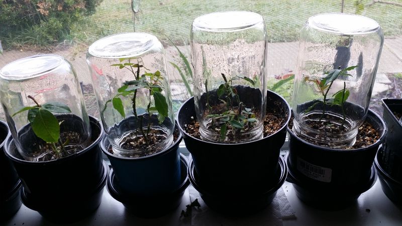 A clear cover helps hold humidity—not make roots