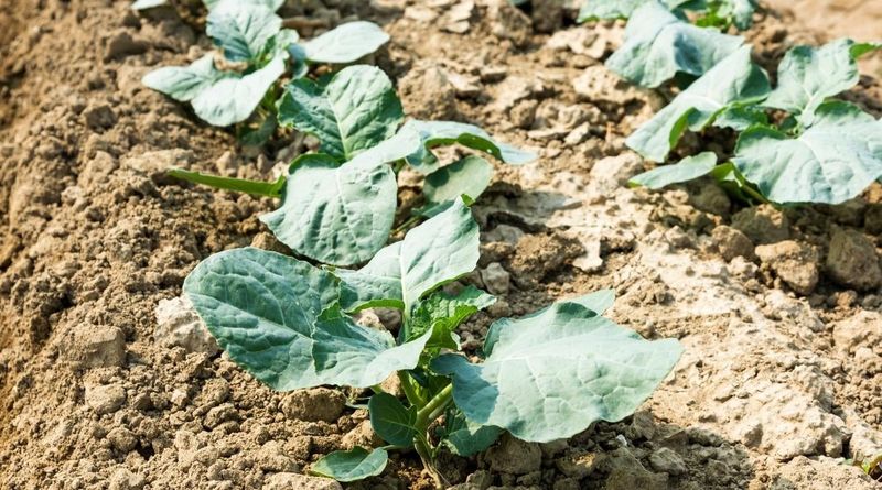 Plant young, stocky transplants instead of overgrown ones