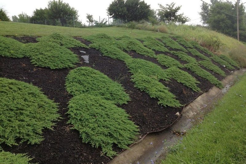 Landscape fabric still fits some permanent, low-disturbance sites
