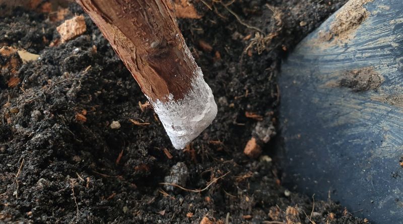 Dip in Rooting Hormone