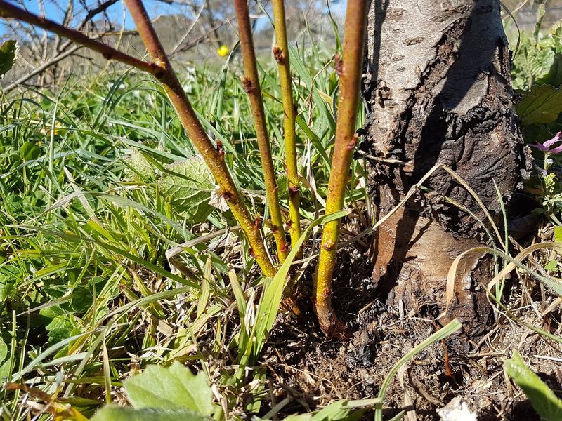 Letting Root Suckers Stay