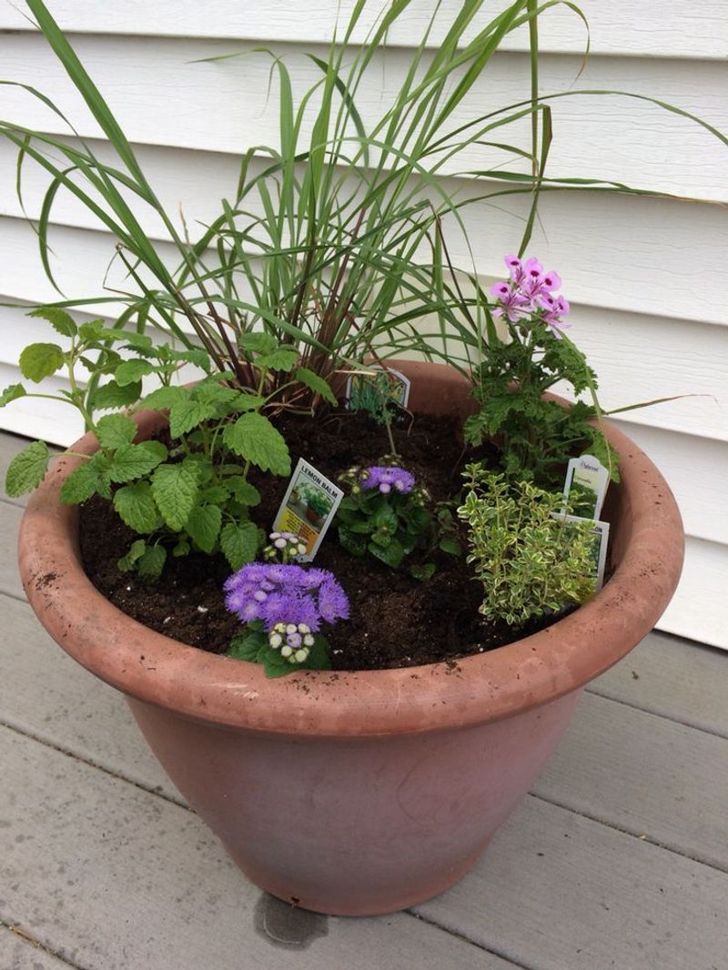 Citronella Grass