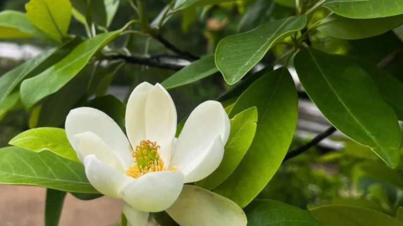 Sweetbay Magnolia