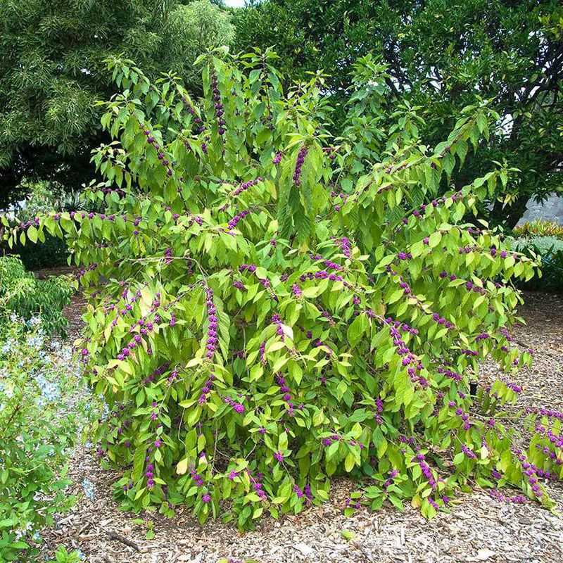 Meet American beautyberry, the shrub behind the claim