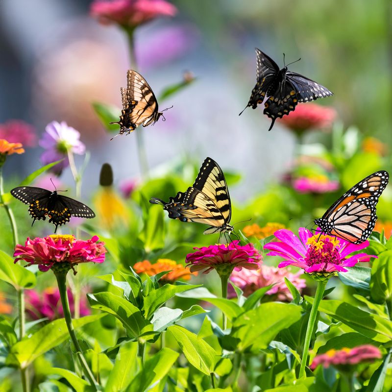 Plant a Steady Supply of Nectar Flowers