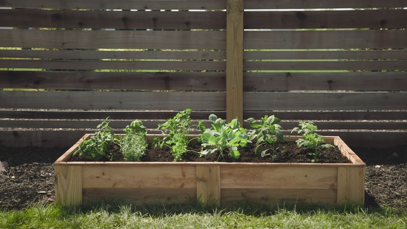 Marigold-Free Sweet Basil