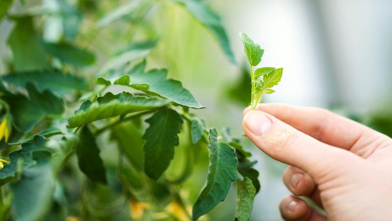 Pinching builds more flowering points, not bigger flowers