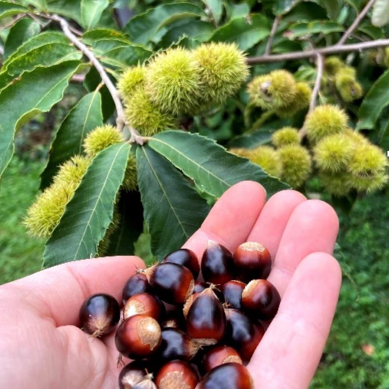 Fall nuts can serve people and wildlife