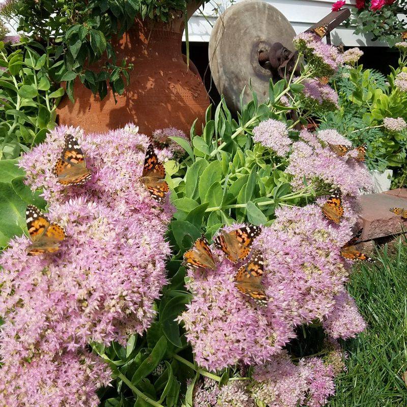 Sedum Autumn Joy (Hylotelephium)