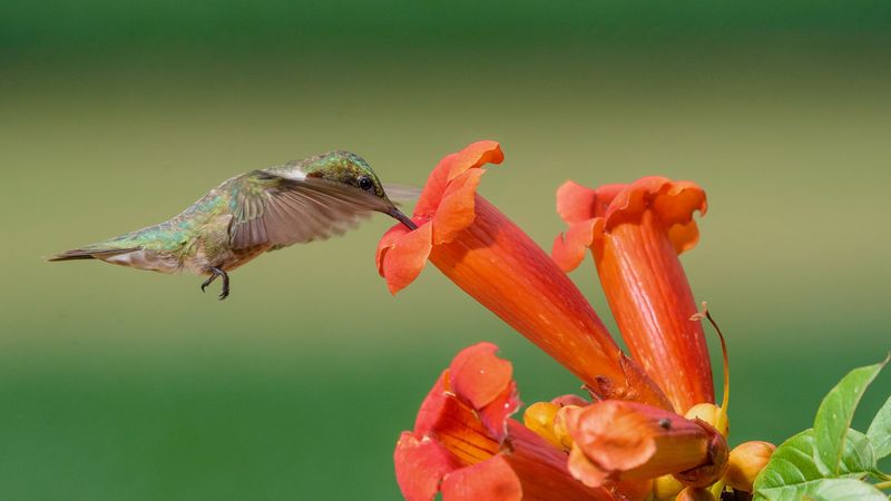 Trumpet Creeper (Campsis radicans)