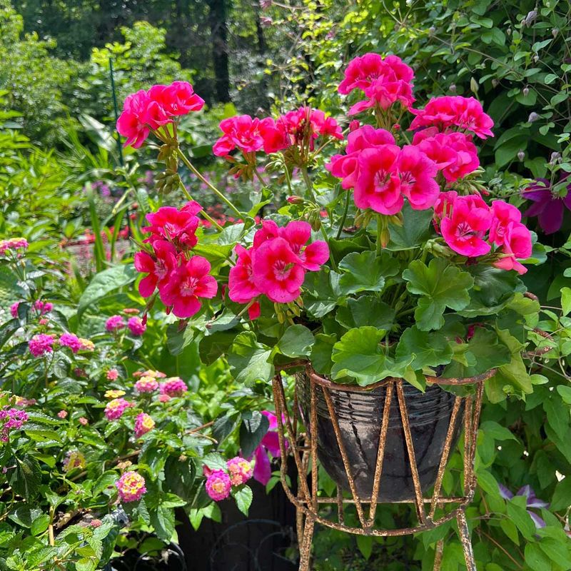 Lift healthy plants before frost reaches them
