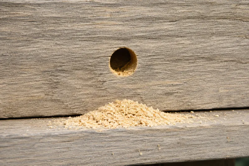 Inspect a tunnel without treating every bee as an emergency