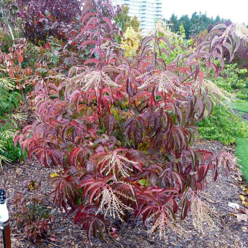 Give a nursery-grown tree a careful start