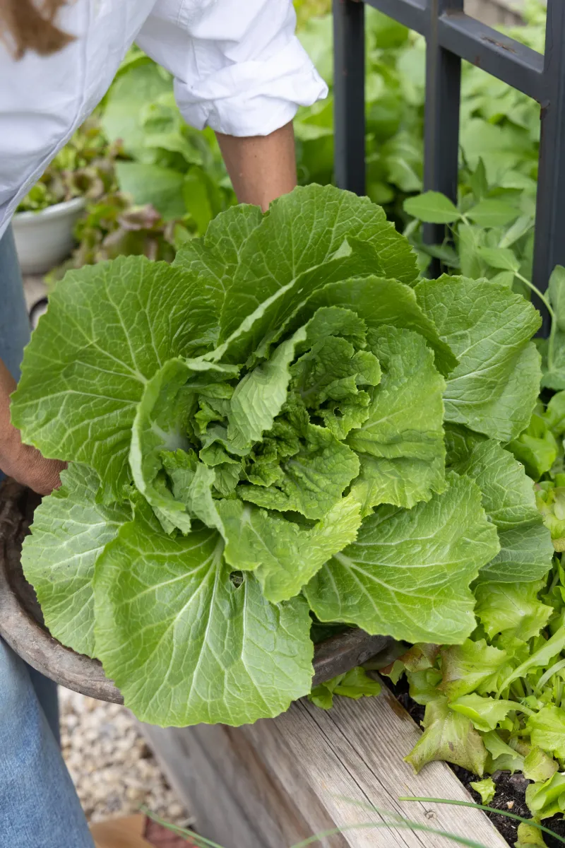 Treat the current plant realistically and use the leaves wisely