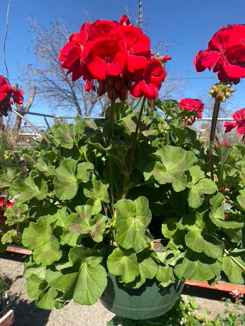 August heat can slow geranium flowering without killing the plant