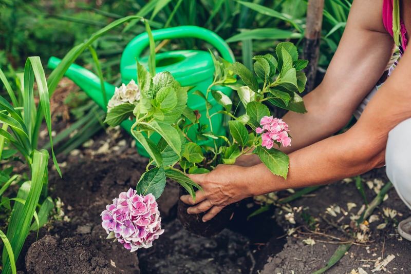 Relocate A Plant That Keeps Wilting