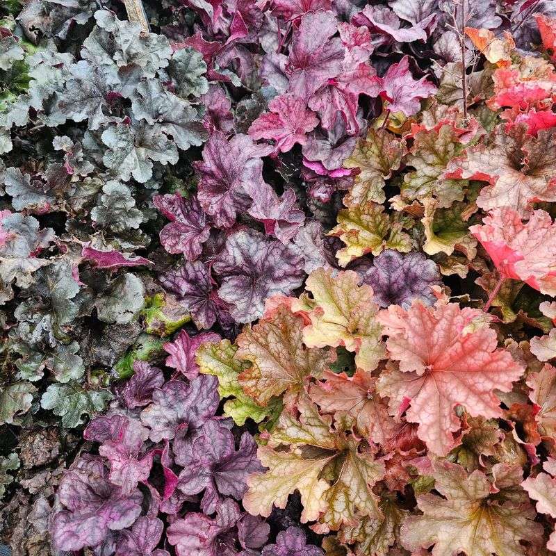 Heuchera