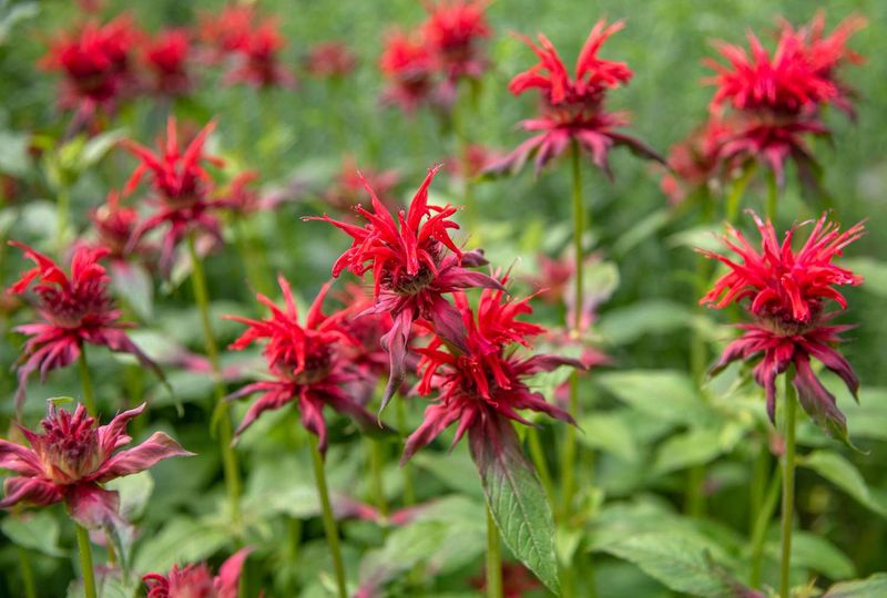 Bee Balm (Monarda)