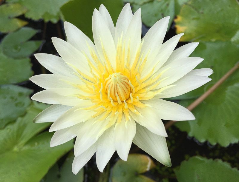 Fragrant Water Lily