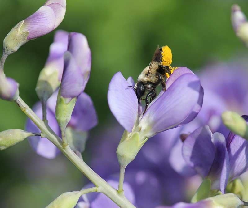 Its late flowers support bees when fewer plants bloom