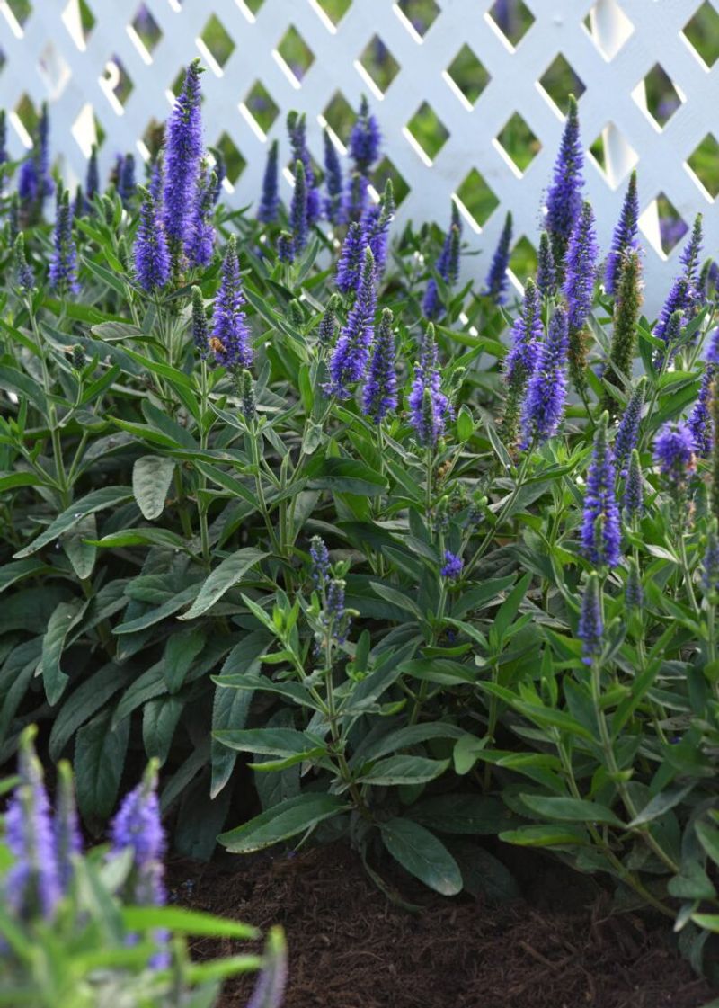 Speedwell (Veronica)