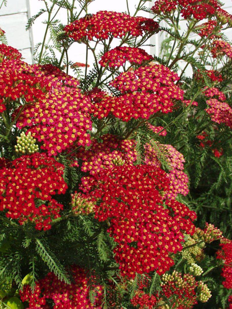 Yarrow