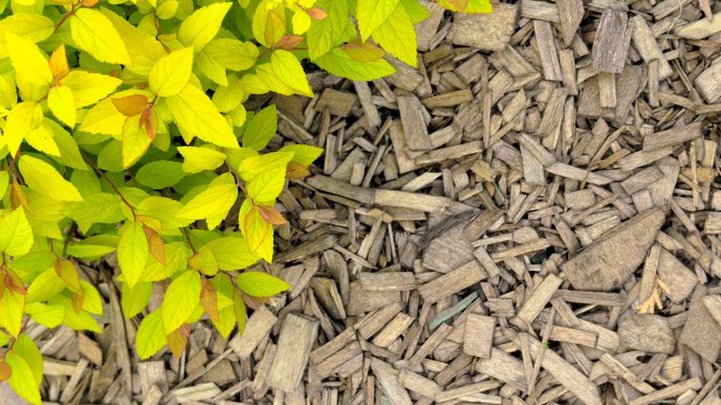Set Realistic Expectations for Wood-Chip and Gravel Borders