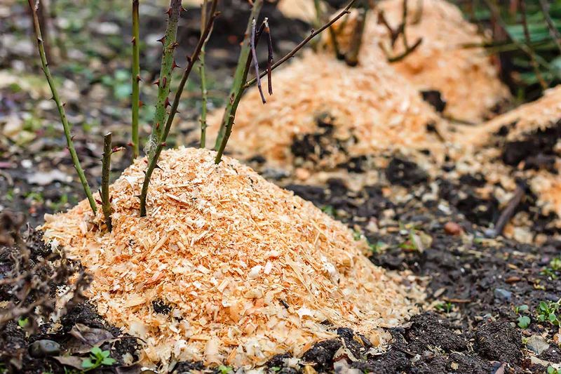 Mulch and Mound to Protect the Roots