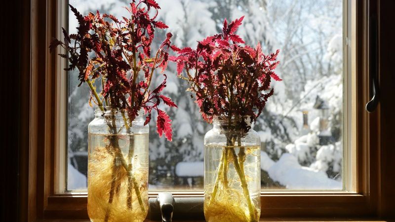 Give potted cuttings light and realistic indoor care