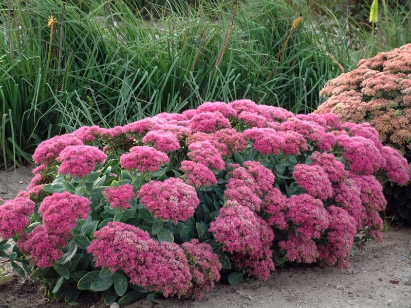 Sedum (Stonecrop)