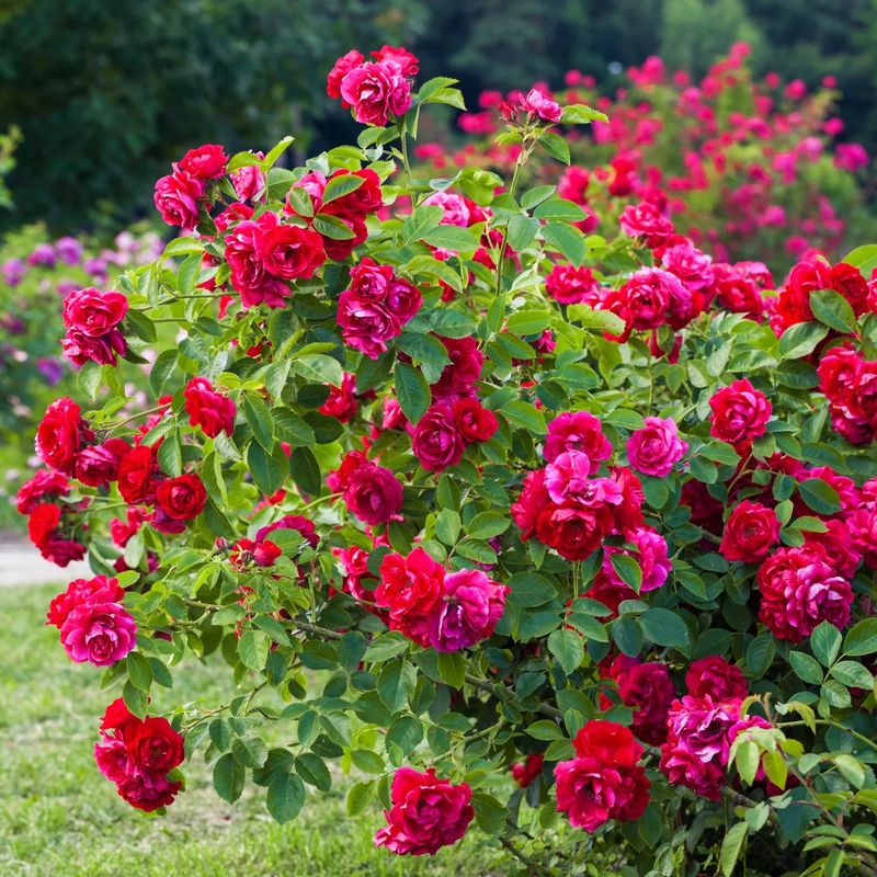 Knock Out Rose