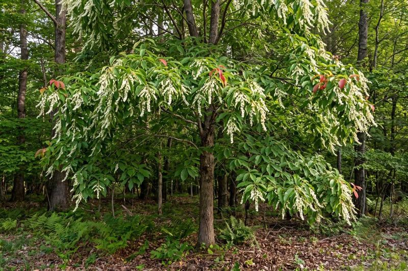 Choose a site that meets sourwood’s needs