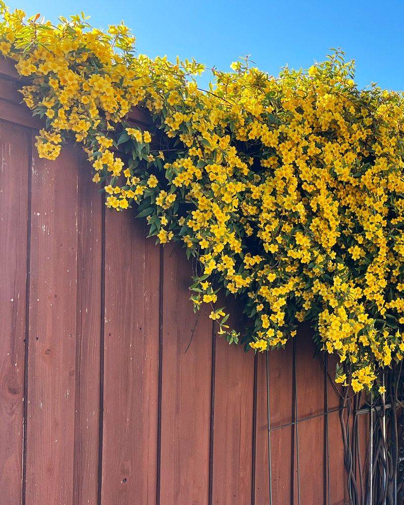 Carolina Jessamine (Gelsemium sempervirens)