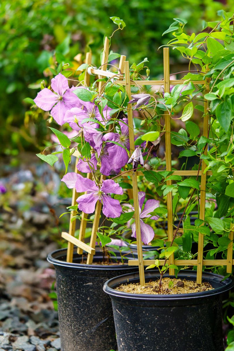 The vine may be growing in the wrong light