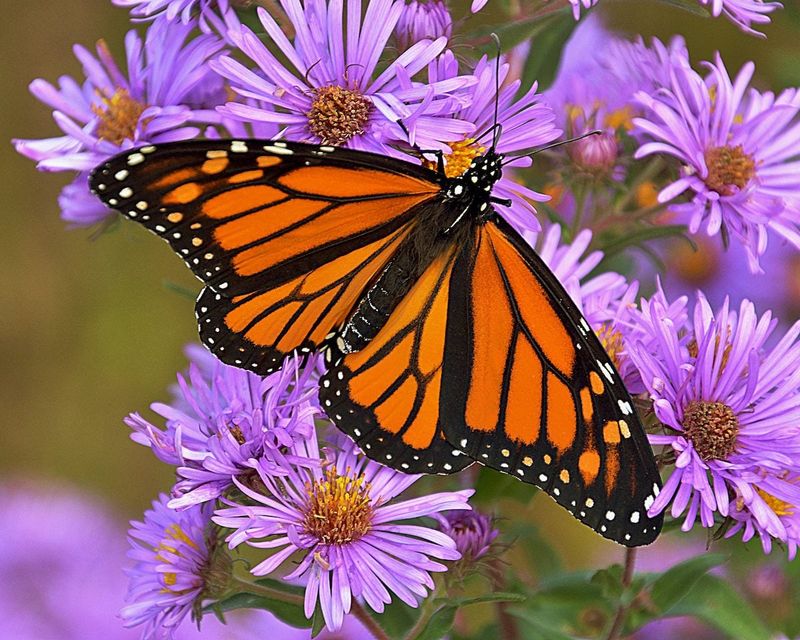Aster (Symphyotrichum)