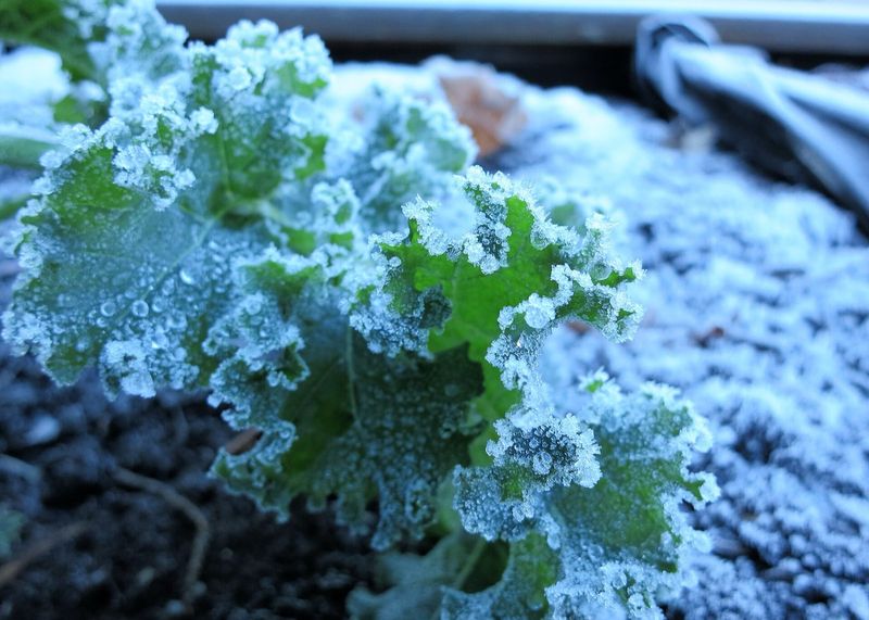 Take cuttings before frost threatens