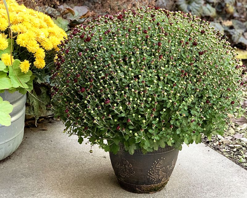 Buying Mums Already in Full Bloom