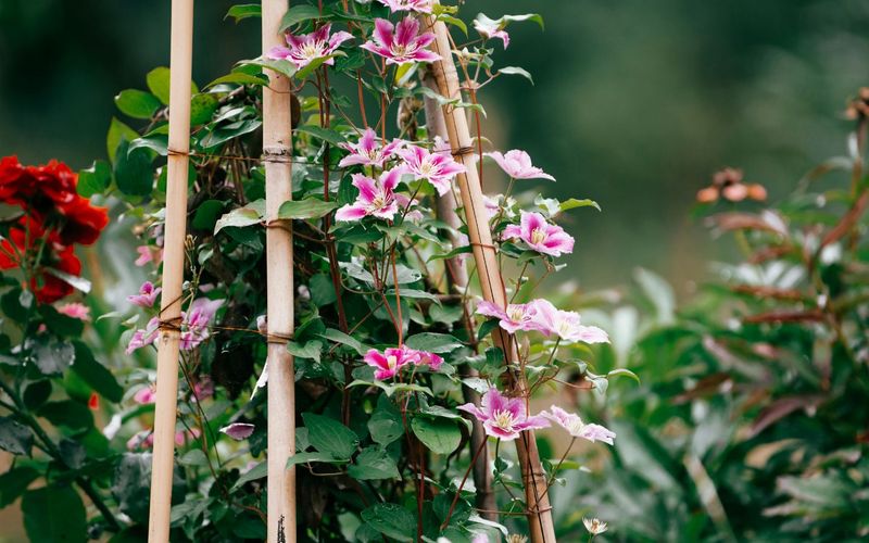Be Patient with Young Plants