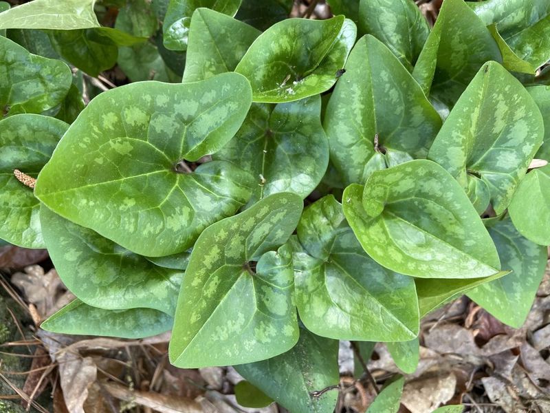 Little Brown Jug (Hexastylis arifolia)