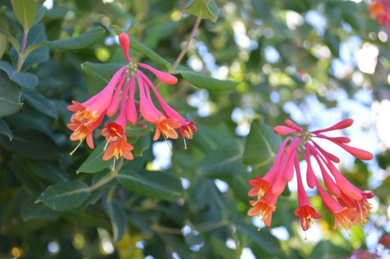 Plant the Native Species—not an Invasive Look-Alike