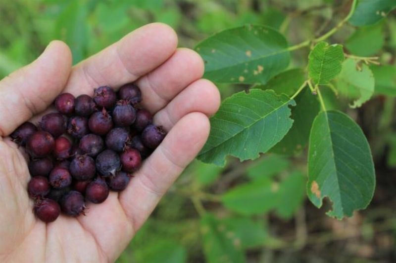 Share the harvest without surrendering every berry